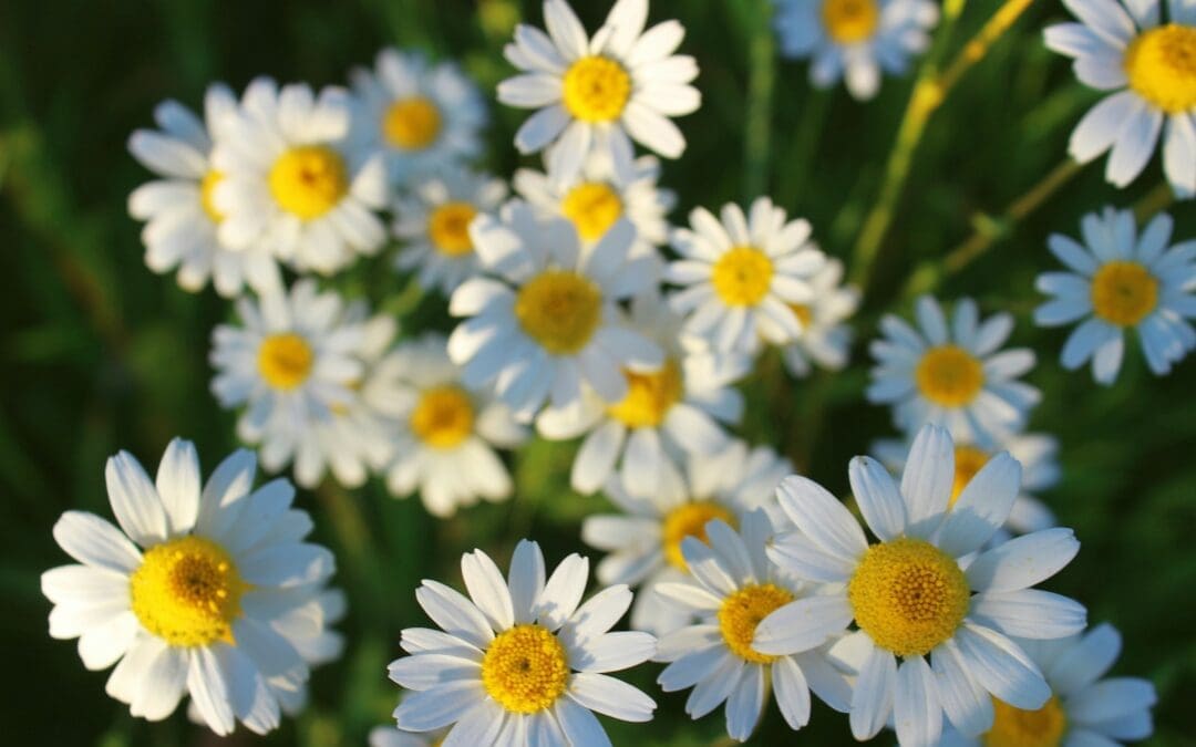 Can liver problems cause gallbladder problems?