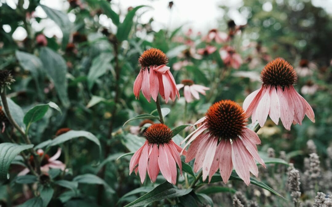 What are the most powerful natural immune boosters for flu season?