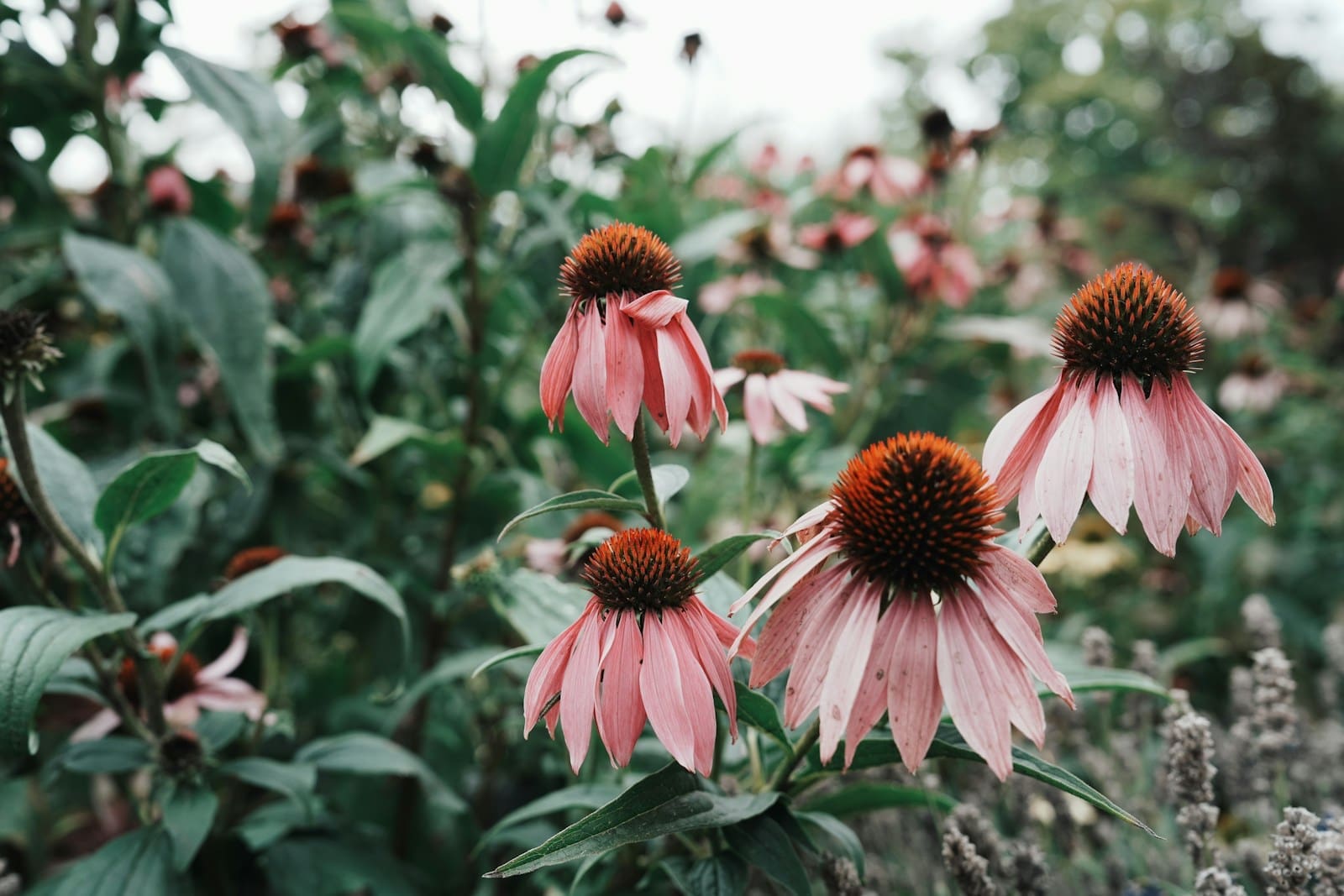 a field full of pink flowers with lots of green leaves