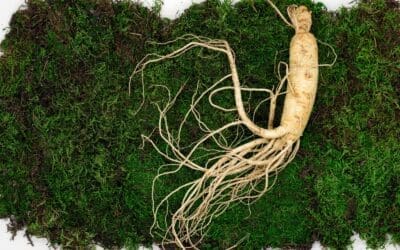 What are the benefits of Red Korean Ginseng?