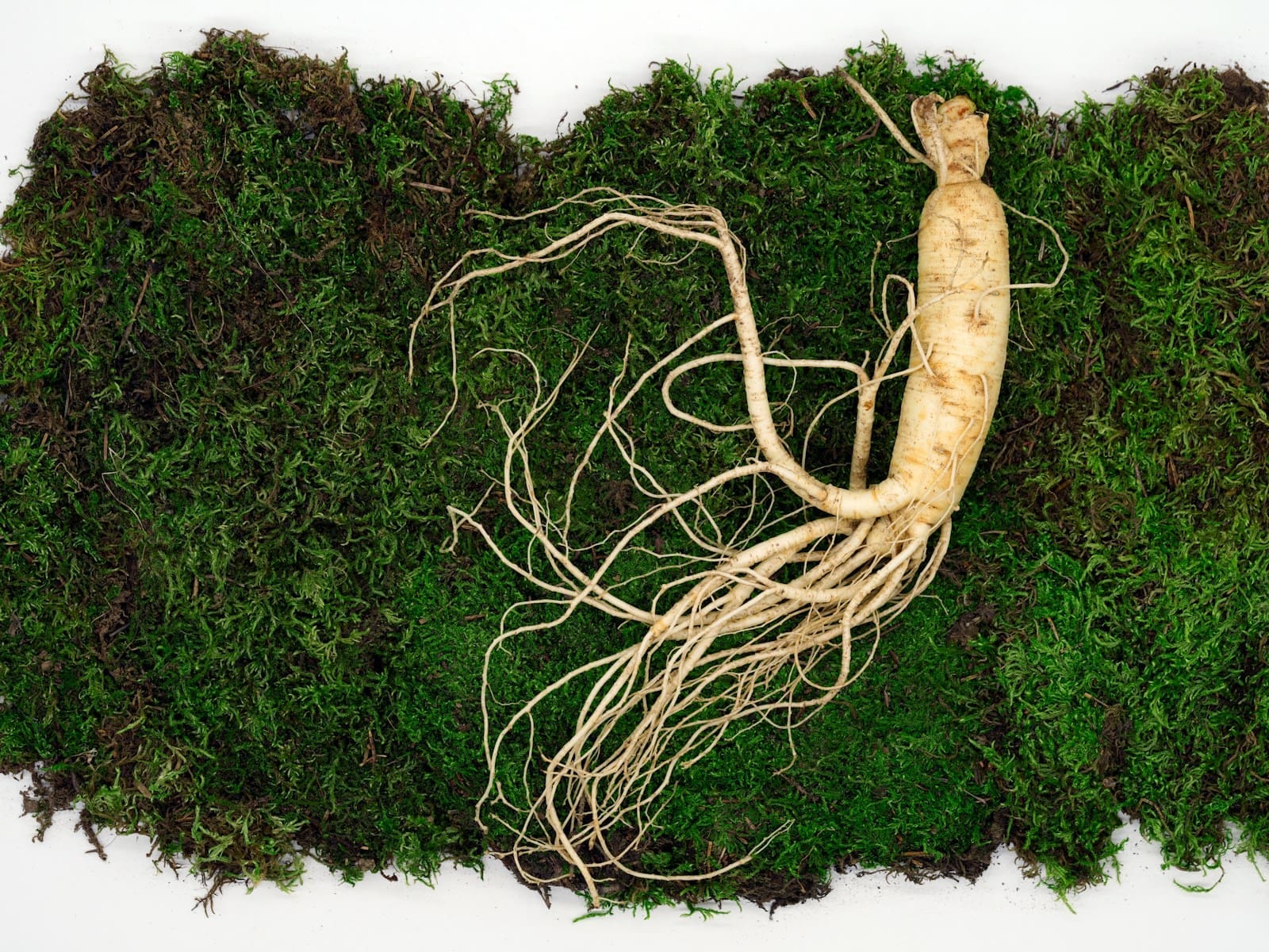 a close up of a red korean ginseng plant with roots on a green leafy background