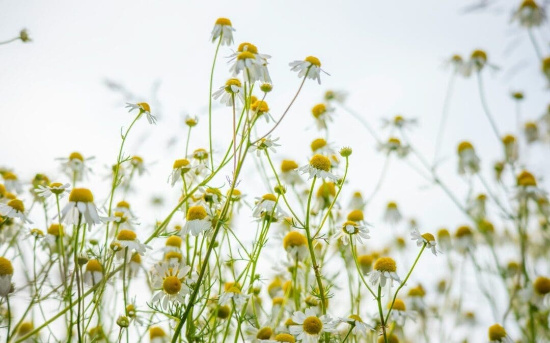 7 Powerful Health Benefits of Chamomile