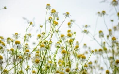 7 Powerful Health Benefits of Chamomile