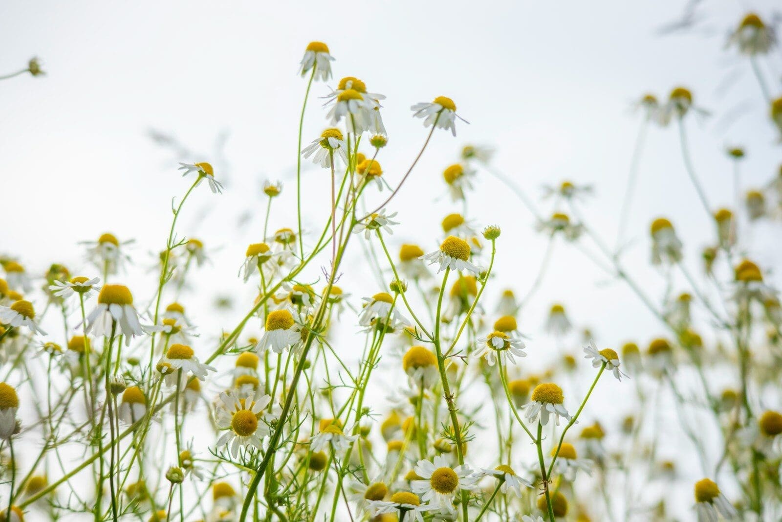 white and yellow chamomile flowers under sunny sky. the health benefits of chamomile have been known for centuries